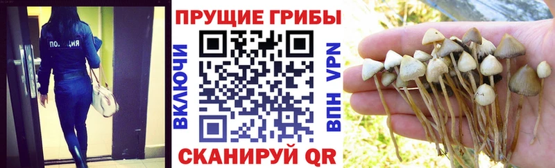 Галлюциногенные грибы Psilocybe  площадка Telegram  Зеленокумск 